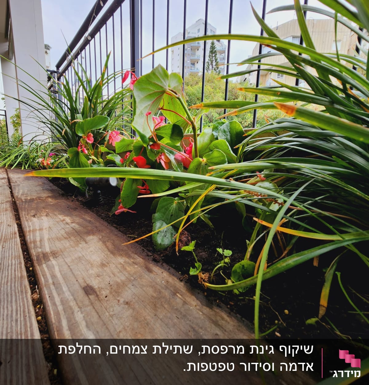 צמחים ירוקים ופרחים אדומים בגינה על מרפסת